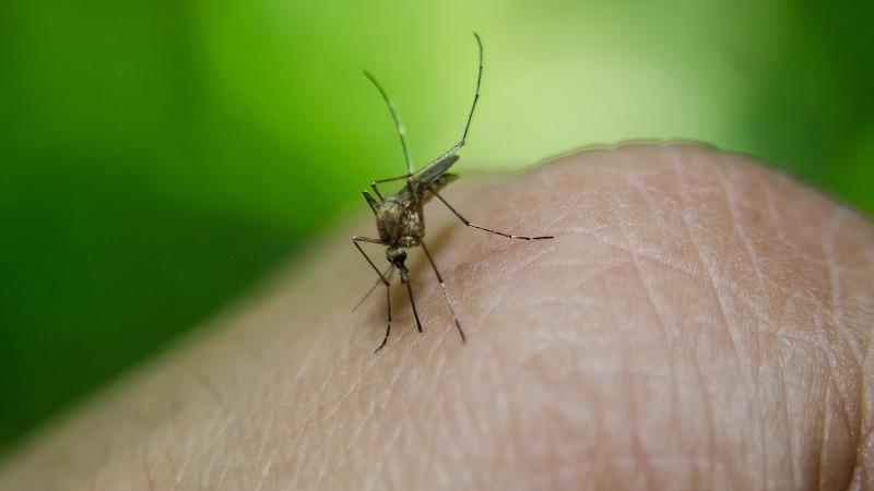 Ordinanza per la prevenzione ed il controllo delle malattie  trasmesse da insetti vettori e, in particolare, da Zanzara Tigre e Zanzara Comune  – Anno  2024.